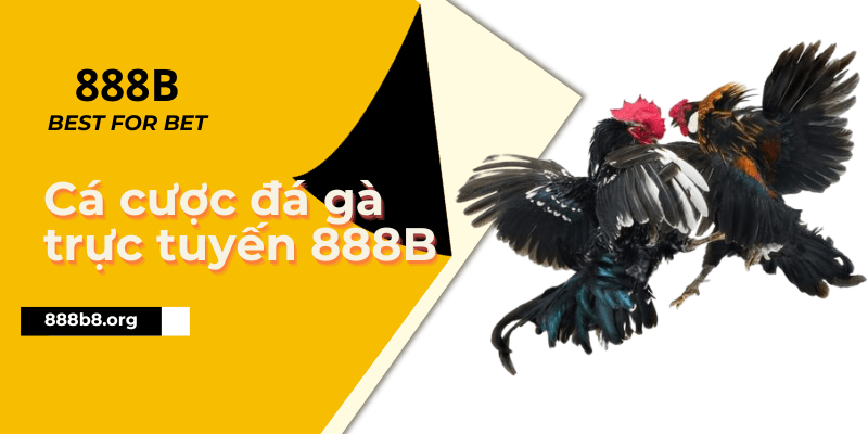 Cá Cược Đá Gà Trực Tuyến Tại 888B Có Gì Thú Vị?