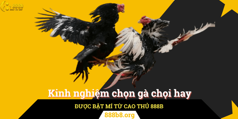 Kinh Nghiệm Chọn Gà Chọi Hay Từ Cao Thủ 888B